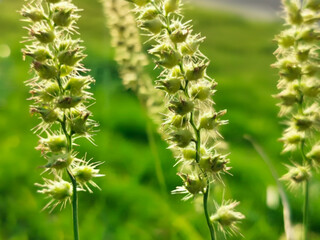 fresh and healthy growing Grass green leaves