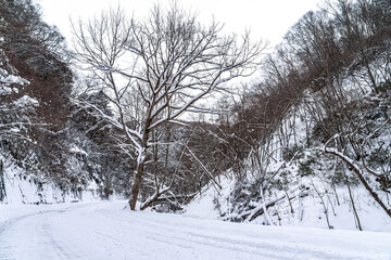 【冬ドライブイメージ】圧雪路の山道