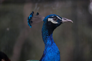 portrait of a peacock