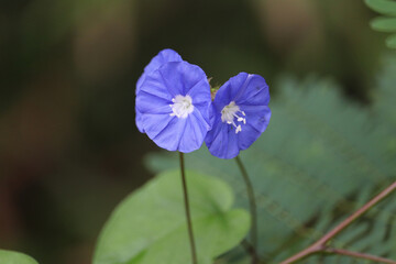 Blue antana flower