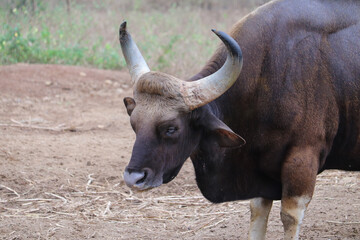 african buffalo in the zoo