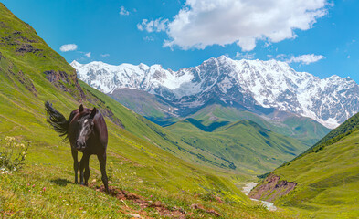Horse grazing is green pasture against highest georgian mountain Shkhara near Ushguli in upper Svaneti