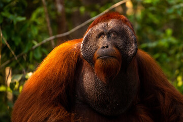 Alpha Male Borneo © Tai