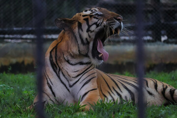 tiger in the zoo