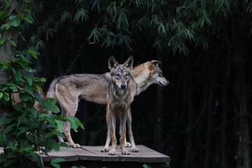 wolf in the forest