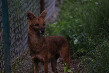 dog in the forest