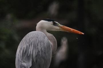 great white heron