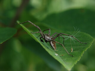the spider sits on a leaf and waits for prey