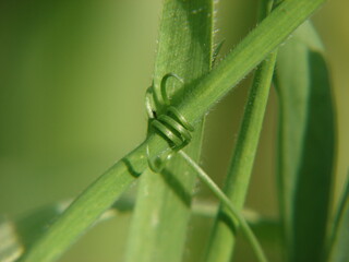 curly tendril of a plant along the stem