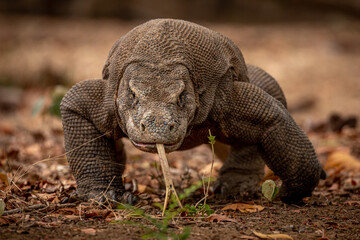 Hungry Komodo