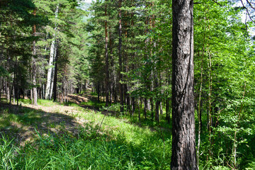 Naklejka premium Beautiful pine forest. Tall trees. Pine cones. Natural stones. Meadow with perennial trees and green grass. The nature of Kazakhstan. Burabay National Park.