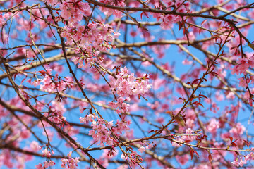 Pink cherry blossom on blue sky background. 