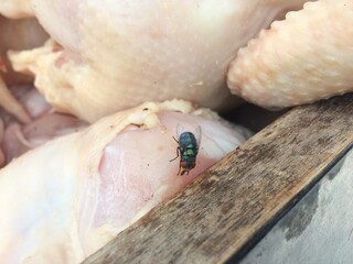 flies eat chicken meat