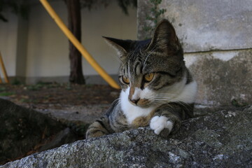 CAT