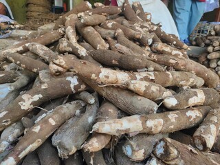 pile of cassava roots