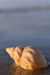 shell on the beach