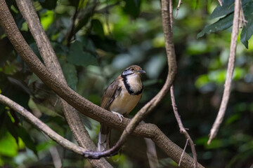 Greater Necklaced Laughingthrush (Ianthocincla pectoralis) A large, long-tailed, thrushlike bird of dense forests