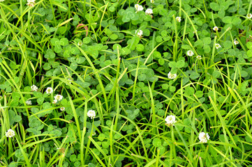 Green background with fresh grass and white clover flowers. Natural floral background. Spring or summer garden. Blooming ecology nature landscape