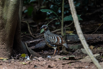 Bar Backed Partridge bird foraging for food.