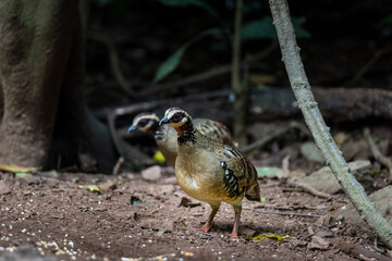 Bar Backed Partridge bird foraging for food.