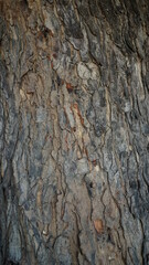 Skin texture  old wood background natural 