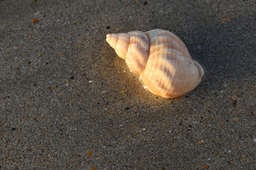 seashell on the beach