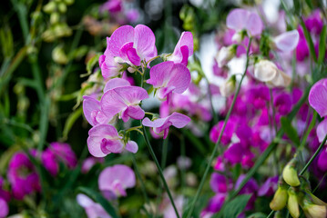 pink and purple lathyrus flowers, blur background