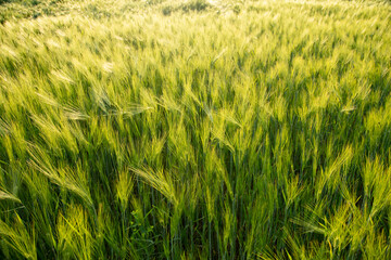Green ears of wheat at sunset.