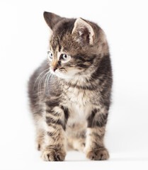 Kitten portrait isolated on a white background.