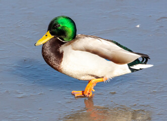 Duck on ice in winter.