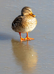Duck on ice in winter.