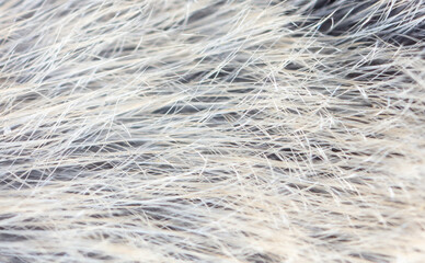 Close-up of mouse fur as background.