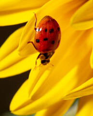 Close-up of a ladybug on a yellow flower.