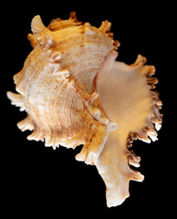Seashell isolated on black background. Subject