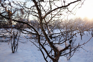 Fototapeta premium Bushes and trees in the snow