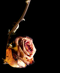 Dried rose isolated on black