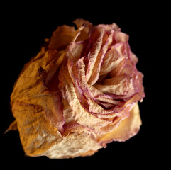 Dried rose isolated on black