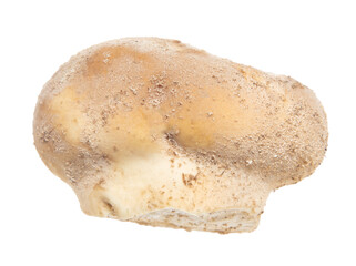 Close-up of a mushroom raincoat isolated on a white