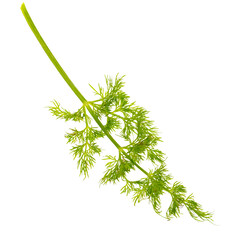 Green dill isolated on a white background.