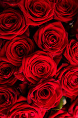 Red rose flowers as background.
