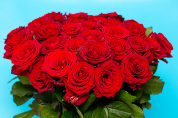 Rose flowers isolated on blue background.