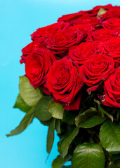 Rose flowers isolated on blue background.