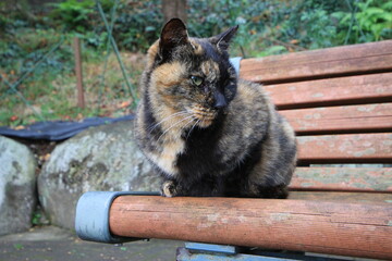 ベンチで振り返るねこ