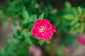 Close of one single rose flower with blurred green background of the leaves. Indian rose also known as Desi Gulab is one the most sweet smelling flower.
