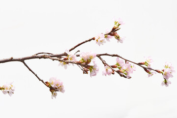 桜の花 Cherry blossom 白背景