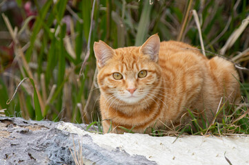 Obraz premium じっと見る猫 茶トラ猫