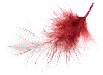 Red feather isolated on white background.