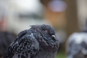Closeup Dove in the city at winter