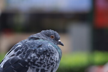 Closeup Dove in the city at winter