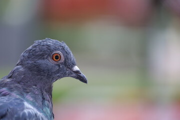 Closeup Dove in the city at winter